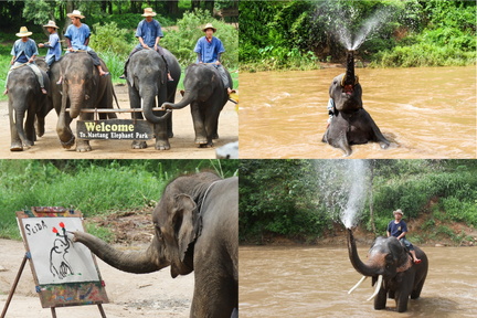 Elephants at Mae Tang